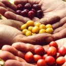 산토스커피(SANTOS COFFEE) 이미지