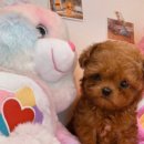 마이도그(My Dog) 이미지