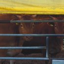 천성낚시터 이미지