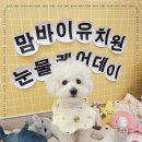 서면애견미용 맘바이 강아지 미용실 이미지