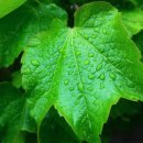 콩밭뜰 금촌직영1호점 이미지