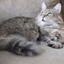 탑동물병원 이미지