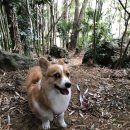 폼나고폼나개 이미지