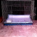 동물택시 이미지