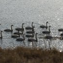 Whooper Swan~~~큰고니~~~ 이미지