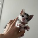 양이펀치 이미지