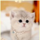 메종드센텀 이미지