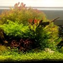 공기정화식물로 꾸미는 미니정원(재료비 15,000원) | 🌱 "집에 자연을 들이다" 방송인 김대호도 빠진 녹색 취미의 매력 &amp; 어디서 사는지까지 총정리!