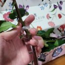 설레임(Sulleim) 이미지