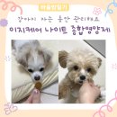 제일종합에너지 | 이지케어나이트 강아지종합영양제추천 | 바울이 밤이 맞춤 후기