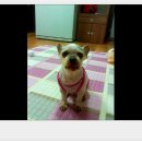 우리족발 Daum카페