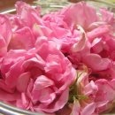 로즈(Rose) 이미지