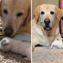 소중하개 이미지