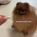 늘, 고운펫 | 기관지협착 켁켁거림 거위소리 [본아페티 브레스캡스] 강아지 기관지 호흡기 기침 영양제 솔직 사용 후기