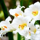 서림농원 이미지