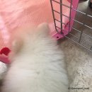 금비동물병원 이미지