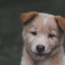목동동물병원 이미지
