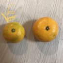 나영농장 이미지