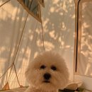 미산분교 캠핑장 | 강원도 애견동반 캠핑 후기, 강아지가 행복한 미산분교캠핑장