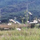물레방아공원 | 하동 북천 코스모스 메밀꽃 축제 후기｜하동송림공원 힐링 코스