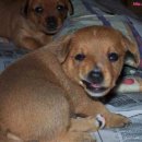 웃는 강아지 이미지