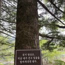 자연의 소리 | [즉흥여행/부부여행/강원도] 5월 연휴, 강원도 평창 월정사, 안반데기 여행