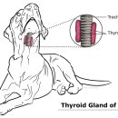 우리덕구 동물병원 이미지