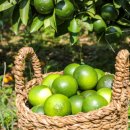 제주안에서 이미지