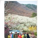 3월 20일 월요무박 광양(매화) 구례(산수유) 꽃놀이~ 이미지