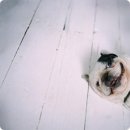 베아트리스 A 이미지