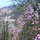 진산자연휴양림 이미지