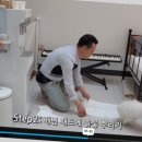 낭창한 강아지 이미지