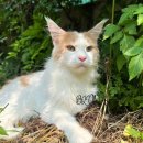 블루나쿤(BLUNACOON) 이미지
