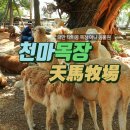 천마목장 이미지