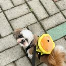 살롱드멍뭉