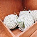 과일에반하다,프루타 송도점 이미지