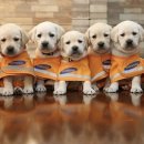 워킹퍼피 이미지