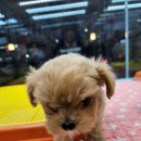 야옹아 멍멍해봐 세종점 이미지