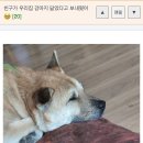 우리집 강아지 이미지