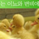 신양오리 이미지