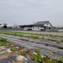 초포농장 이미지