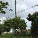 마르셀 하우스 | Our 100 days in Jeju 🍊