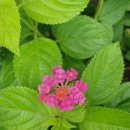 호텔 란타나 이미지