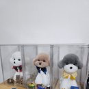 코코펫 살롱 호텔 이미지