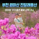 2023-주200 | 경기 부천) 원미산 진달래동산 2026 진달래축제 일정·개화시기·주차 정보 총정리