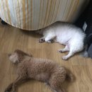 새암온누리약국 | [내돈내산] 강아지 외부구충제 브라벡토