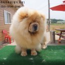 치우농장 이미지