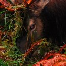 십원집족발 이미지