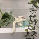 씨티라이프 | 인천 파충류샵 추천, 루원시티 파충류 성지 <도마뱀라이프 인천루원시티점> 방문 후기