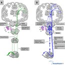 Pain pathways I 이미지